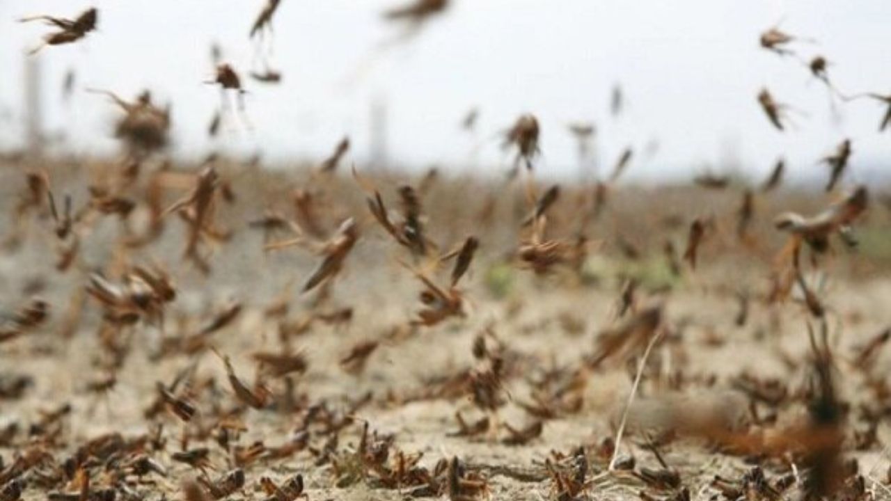 حمله ملخ‌ها