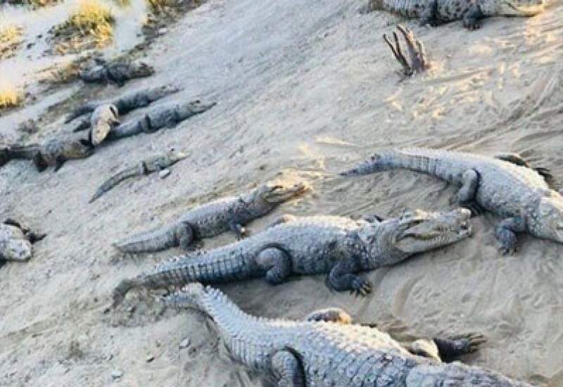 سیل سیستان و بلوچستان سیل سیستان و بلوچستان