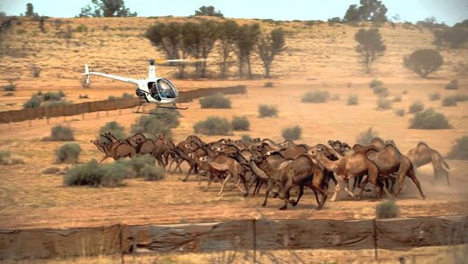 حیوان آزاری