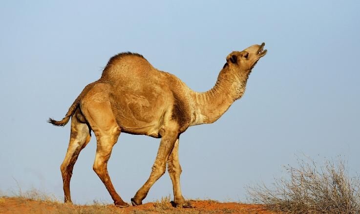 حیوان آزاری