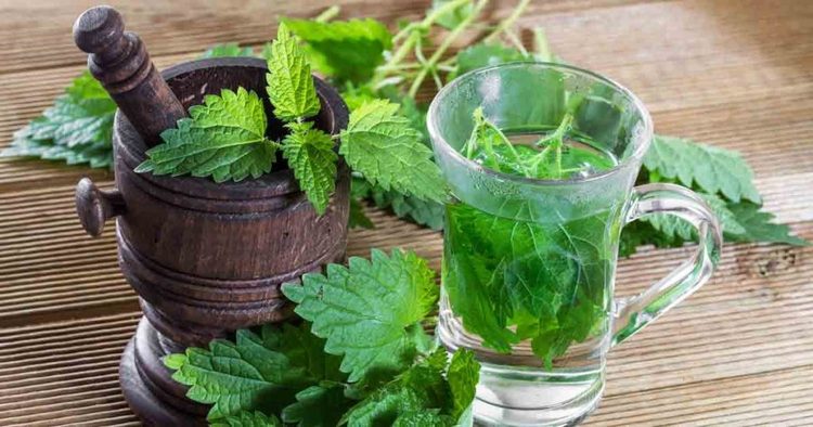 خواص باورنکردنی گزنه خواص باورنکردنی گزنه