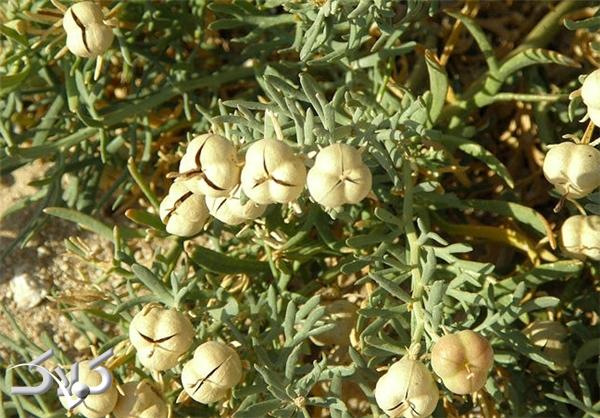 خواص درمانی اسپند؛ از درمان آسم تا بهبود درد سیاتیک خواص درمانی اسپند