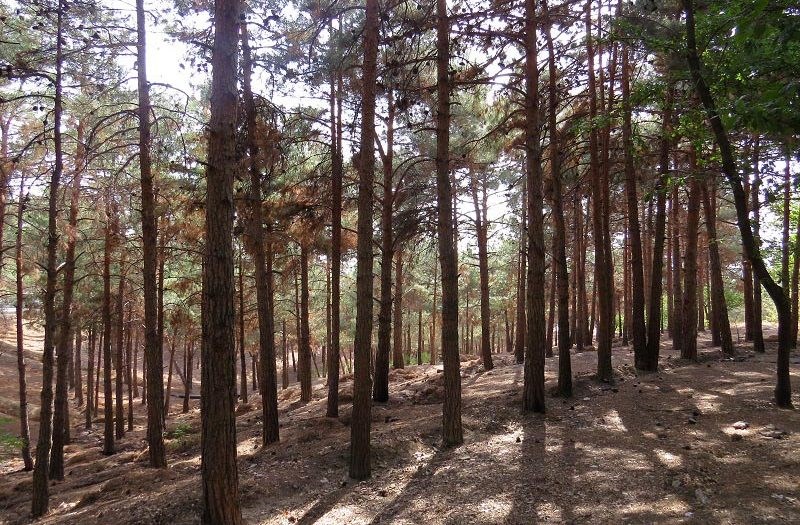 صحنه وحشتناک در پارک چیتگر!