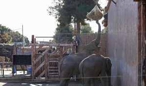 باغ وحش ارم