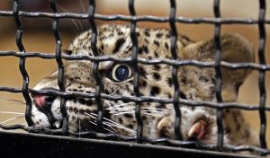 به شیر‌ها گوشت خر نمی‌دهیم