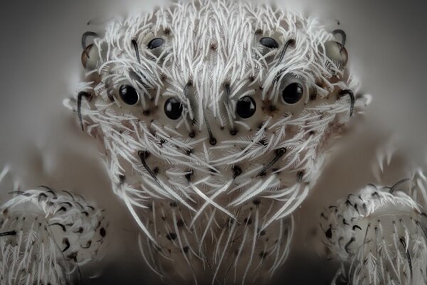 برترین عکس‌های علمی سال ۲۰۱۹