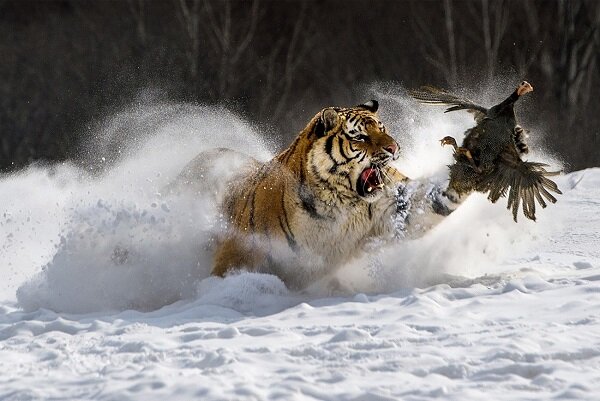 برترین عکس‌های علمی سال ۲۰۱۹