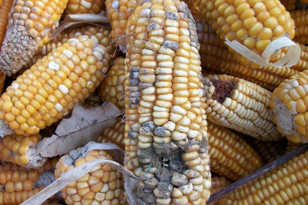 سم آفلاتوکسین