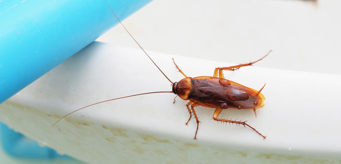 حشرات حشرات