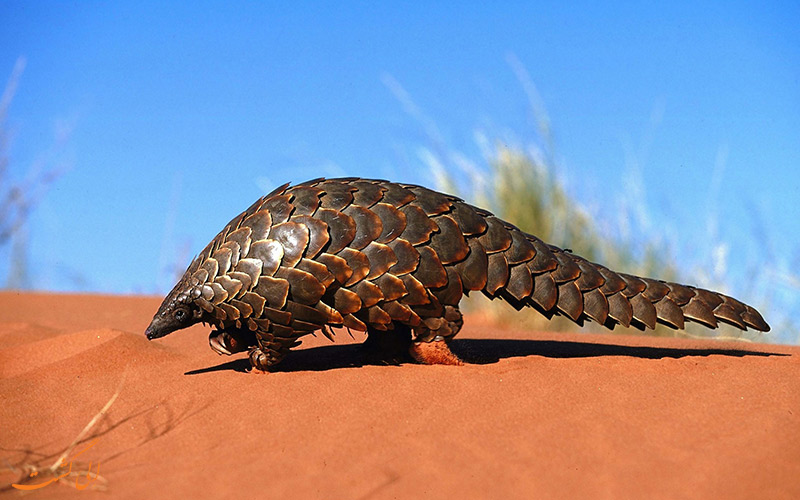 ویروس‌کرونا