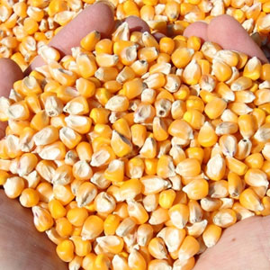 حاشیهسازی برای ذرتهای اخراجی! ذرتهای الوده