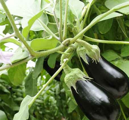 سیل بلای جان بادمجانهای جنوب بادمجانهای جنوب