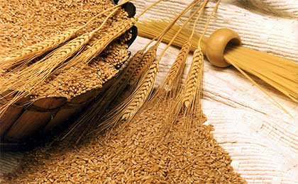  گندم وارداتی