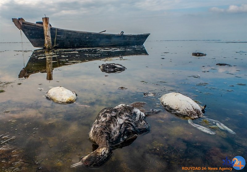 ۵۰۰ لاشه جدید پرنده در سواحل بندرترکمن کشف شد