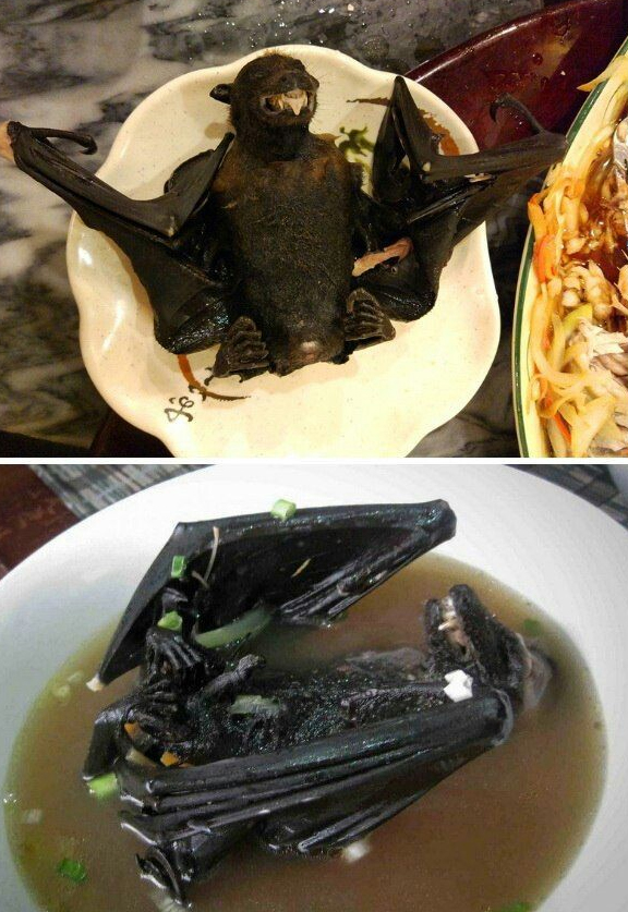 ویروس کرونا ویروس کرونا