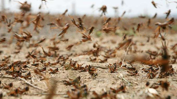 هجوم ملخ&zwnj;ها به ایران 