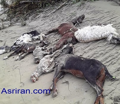 سیل آمد پسر و کَپَر و ۷ گوسفندم را با خود برد