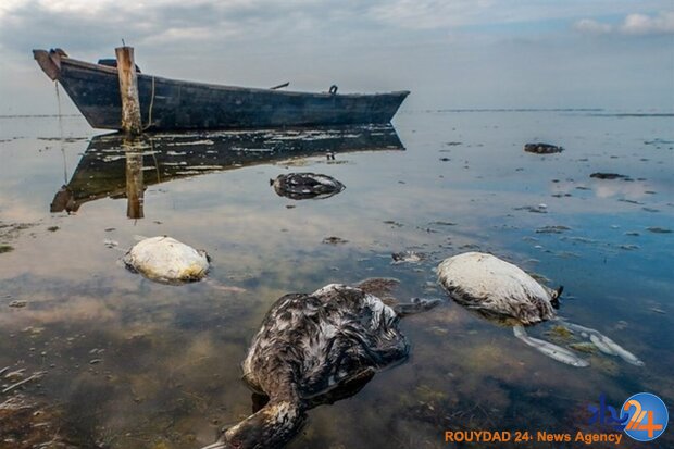 مشخص شدن علت مرگ ۸۰۰۰ هزار پرنده در میانکاله