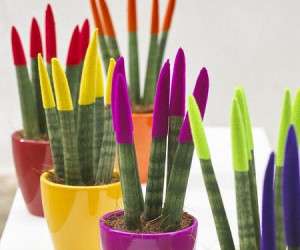 سانسوریای رنگی