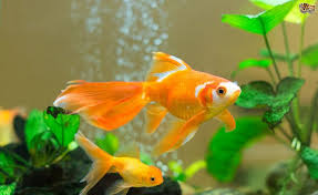  ماهی شب عید