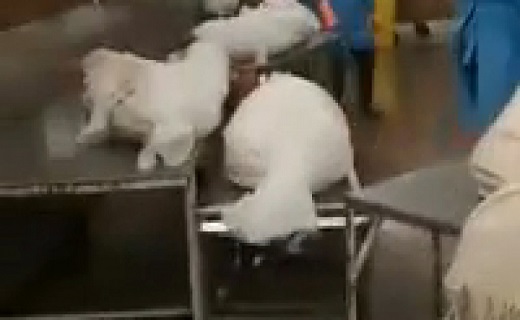 پشت پرده اجساد کرونایی رها شده در غسالخانه قم چیست؟