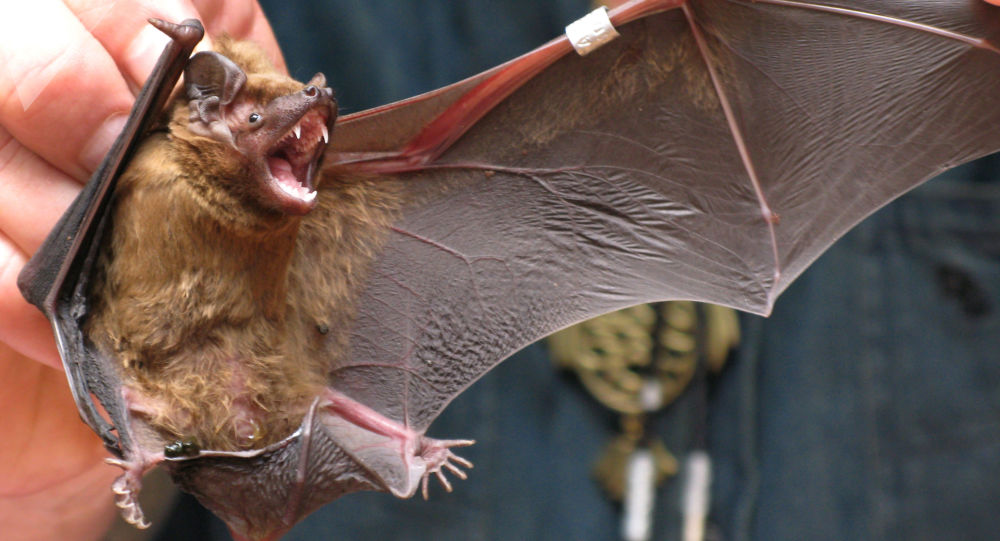 اخبار حوادث