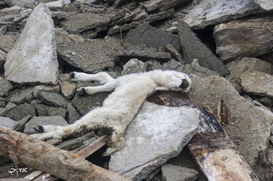 زلزله در آذربایجان غربی +تصاویر زلزله در آذربایجان غربی +تصاویر