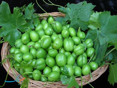 گوجه سبز ۴۰۰ هزار تومانی صدای رئیس اتحادیه را هم درآورد!