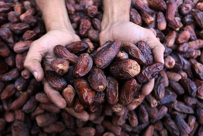 مافیا قیمت خرما را بالا برده است/ با ممنوعیت صادرات مشکل گرانی خرما حل نمی‌شود