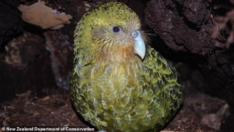 جراحی مغز پرنده نادر برای اولین بار +تصاویر جراحی مغز پرنده نادر برای اولین بار +تصاویر