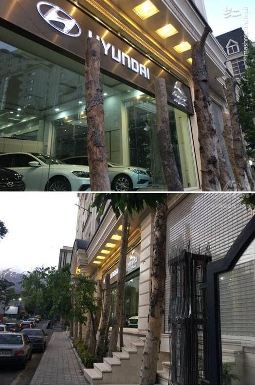 قطع درختان در زعفرانیه بخاطر ویترین نمایشگاه ماشین! +عکس
