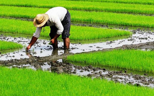 نرخ فروش برنج در بازار با نرخ خریداری شده از کشاورز همخوانی ندارد