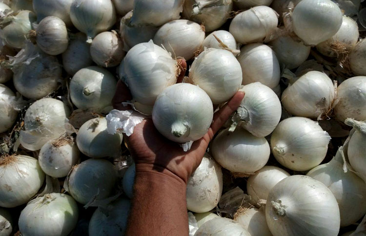 نیاز عراق به پیاز ایران کم شد