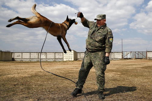 آموزش سگ‌های مشغول خدمت در گمرک مرکزی روسیه /مسکو