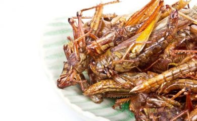 علوم پزشکی شیراز: تکذیب خرید و فروش ملخ در فارس