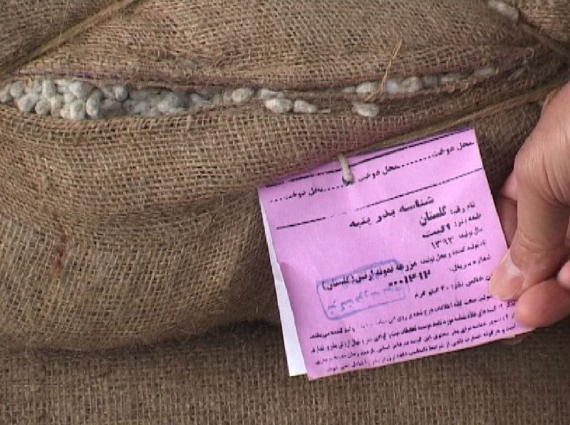 سیل؛ فرصتی کمنظیر برای کشت پنبه/ طلای سپید کام گلستانیها را شیرین میکند سیل؛ فرصتی کمنظیر برای کشت پنبه/ طلای سپید کام گلستانیها را شیرین میکند