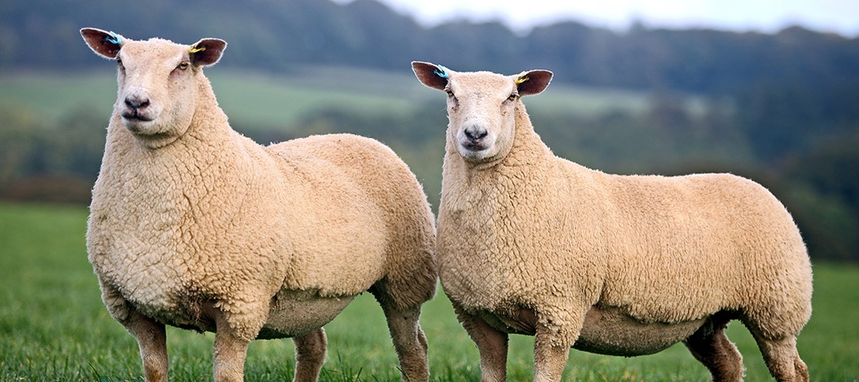صادرات گوسفند ممنوع شد
