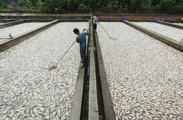 ارزش ۱۰ کیلو ماهی معادل یک بشکه نفت است