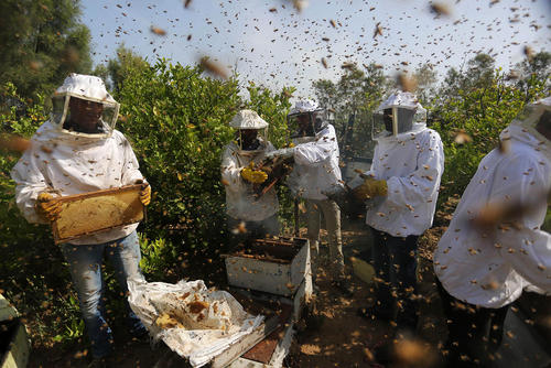 عکس روز از برداشت عسل از کندوهای زنبور در باریکه غزه
