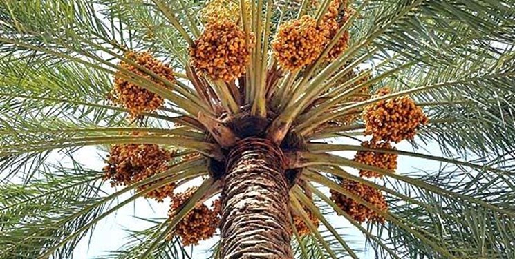 3 دلیلی که قیمت خرما را در آستانه ماه رمضان بالا برد 3 دلیلی که قیمت خرما را در آستانه ماه رمضان بالا برد