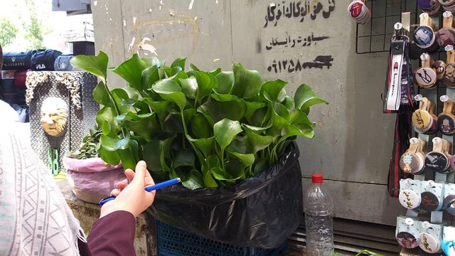 فروش یک گیاه سرطان‌زا در تهران +عکس
