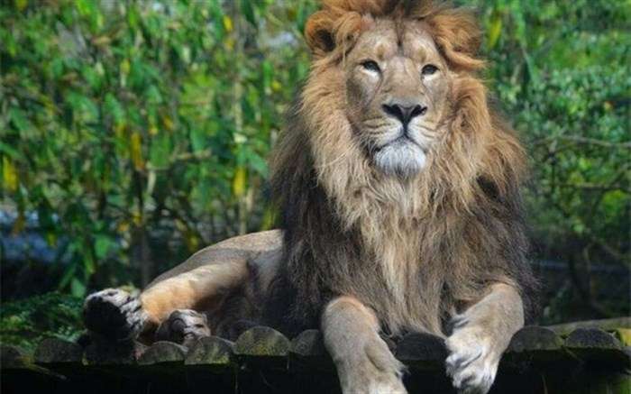 جفت ماده‌ شیر ایرانی، از دوبلین راهی تهران شد