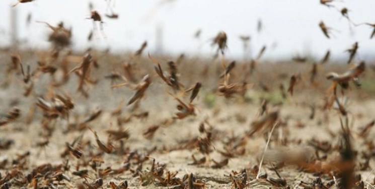 خرید تضمینی برای کنترل ملخ جواب می‌دهد؟/ روش‌های جهانی کنترل ملخ