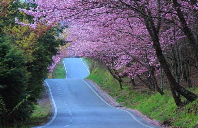 منظره بهاری دیدنی و زیبا در تایوان