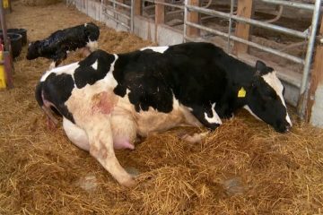 تعلل واردکنندگان در تحویل نهاده های دامی تعلل واردکنندگان در تحویل نهاده های دامی