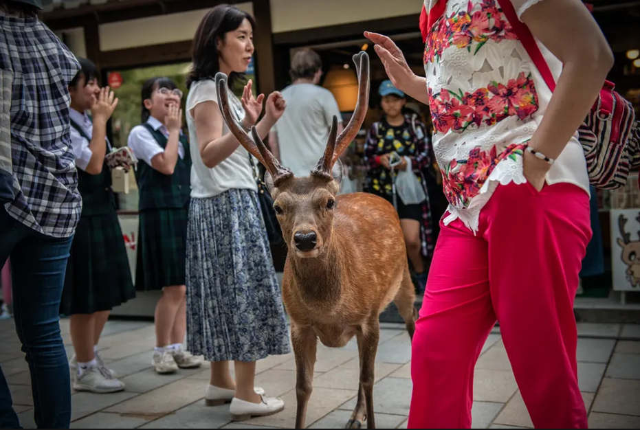 جولان آزادانه گوزن‌ها در شهر 