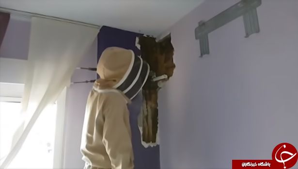 ۸۰ هزار زنبور در دیوار اتاق خواب یک زوج اسپانیایی +عکس