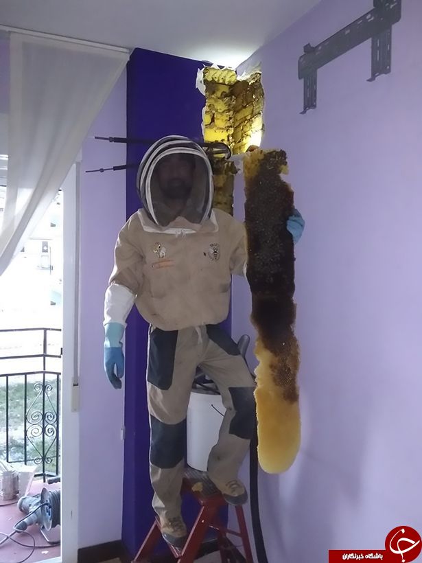 ۸۰ هزار زنبور در دیوار اتاق خواب یک زوج اسپانیایی +عکس