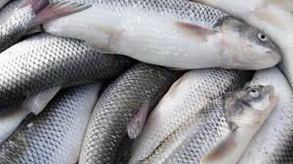 احتمال فروش ماهی‌های مسموم در بازار چابهار/ مردم در خرید دقت کنند
