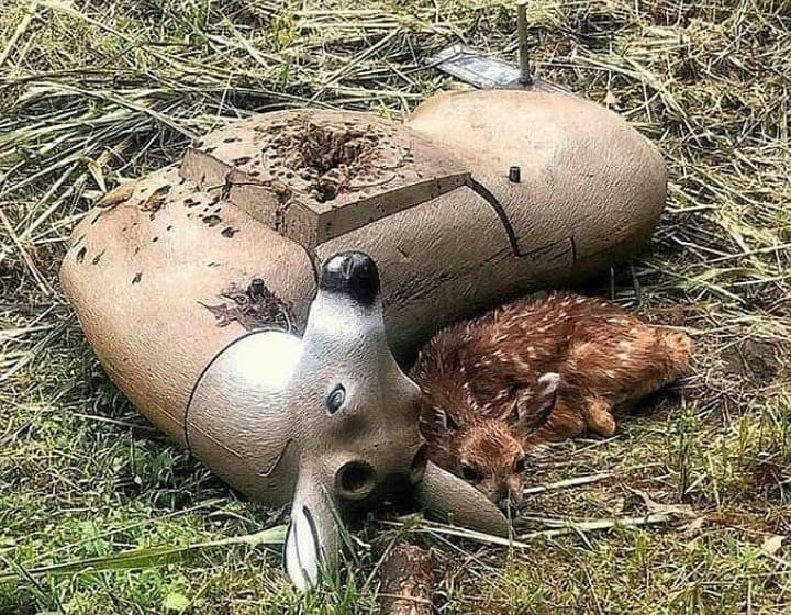 پناه بردن یک بچه گوزن به هدف تیراندازی برای تمرین